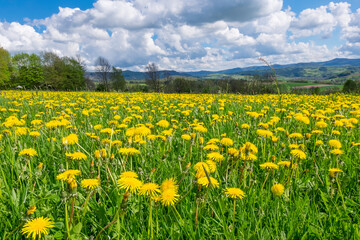 Frühling auf der Maulkuppe