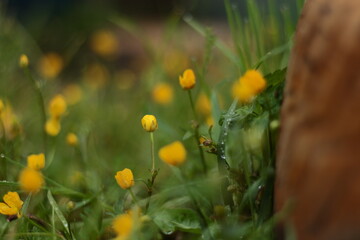 yellow flowers in the grass