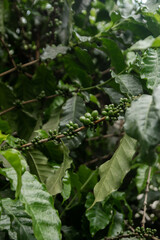 Green coffee bean in tree in mountainous area