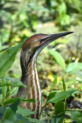 An American bittern (Botaurus lentiginosus) among the water plants along the edge of Pinto Lake in Watsonville, California.