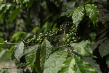 Green coffee bean in tree in mountainous area
