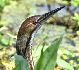 A close-up portrait of an American bittern (Botaurus lentiginosus) on the edge of Pinto Lake, in California.