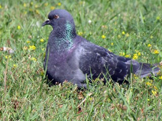 pigeon on grass