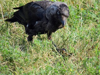 crow in the city Park