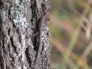 lizard on a tree
