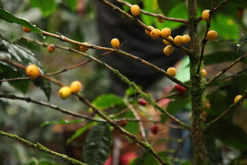 Ripened yellow coffee beans on tree