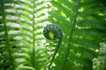 Fern © Ignisdev Ltd