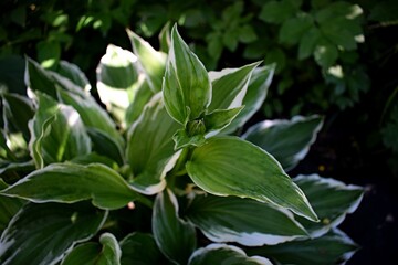 Hosta with flower bud