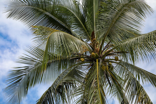 Close up image of canopy of coconut palm tree