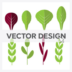 Salad ingredients. Leafy vegetables vector flat icons set. Organic and vegetarian, borage and radichio