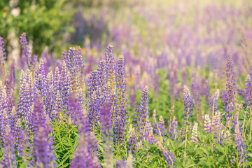 Lupinus flowers on the meadow.
