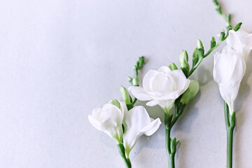 White flowers on the wallpaper. White background. 