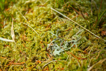 reindeer moss on the yoing green grass