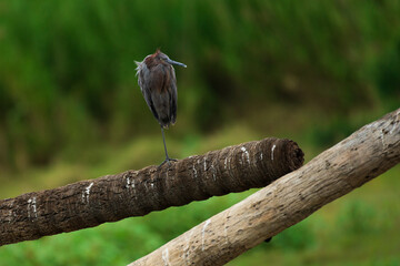 Fototapeta premium One legged heron standing on a branch in swamp in a bird sanctuary in Baja California in Mexico