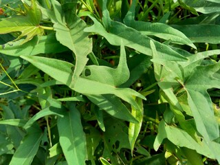 Sweet potatoes leaves with a natural background