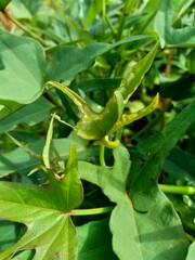 Sweet potatoes leaves with a natural background
