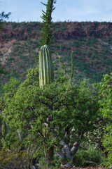 Fototapeta na wymiar Little botanical cactus garden growing into the wild desert of Baja California in Mexico