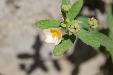 small white flowers and leaves