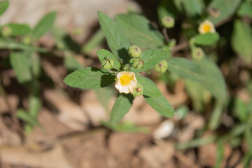 small white flowers and leaves