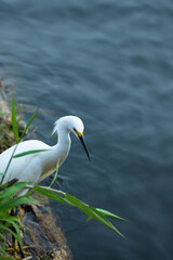 White egret a snowy shorebird captured while fishing in lake Catemaco in Mexico