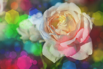 Obraz na płótnie Canvas Blossom flowers bokeh- background header rose. Selective focus- soft lights pattern. Abstract defocused nature