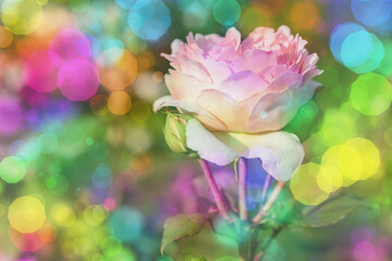 Obraz premium Blossom flowers bokeh- background header rose. Selective focus- soft lights pattern. Abstract defocused nature