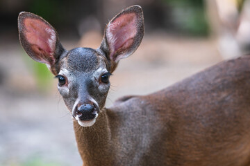 Alert baby mule deer gazing at the lens with interest and prick up vigilant ears in Yukon Canada. Wildlife photography