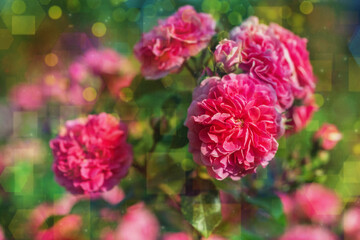 Blossom flowers bokeh- background header rose. Selective focus- soft lights pattern. Abstract defocused nature
