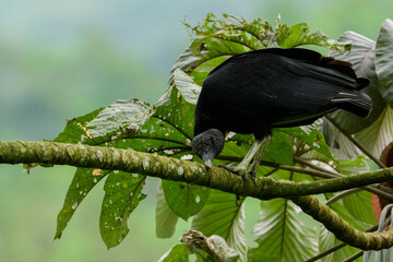 A black vulture (Coragyps atratus) perched in a tree, in the tropical forest in Ecuador