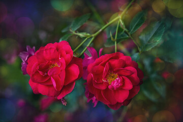 Blossom flowers bokeh- background header rose. Selective focus- soft lights pattern. Abstract defocused nature