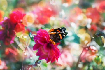 Blossom flowers bokeh- background header rose. Selective focus- soft lights pattern. Abstract defocused nature
