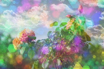 Fototapeta na wymiar Blossom flowers bokeh- background header rose. Selective focus- soft lights pattern. Abstract defocused nature