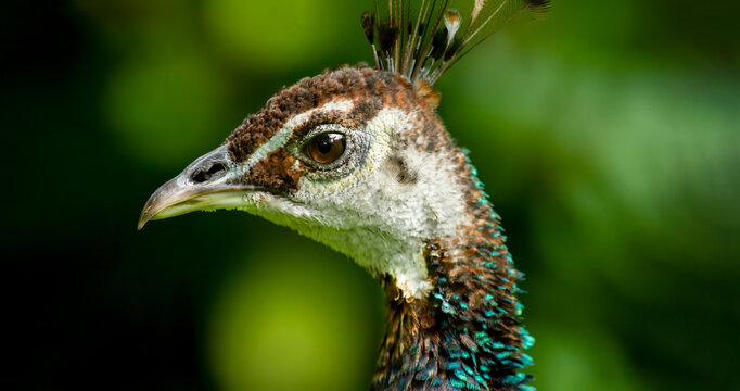 Peacock Female Closeup