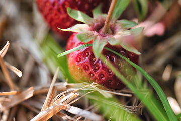 Erdbeeren am Strauch