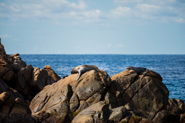 Fototapeta na wymiar Aquatic mammals known as sea lions or seals chilling on the rocks on a blue ocean scape on Tinjana beach in Baja California