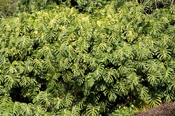 Paisagismo com Costela de Adão