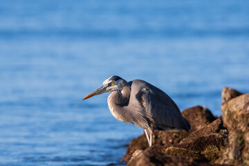 Purple heron isolated on beautiful blue background while hunting on the coast in Baja California /...