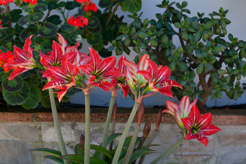 Flor rosa de primavera