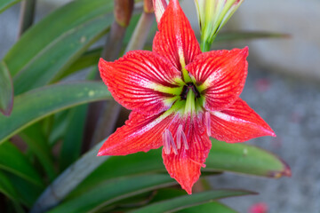 Flor rosa de primavera