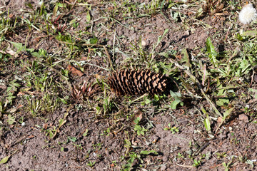 cone of spruce