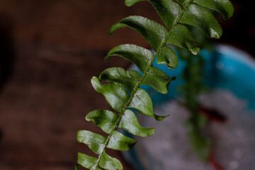 green leaves of a fern closeup