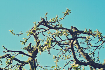 detail of pruned quince tree