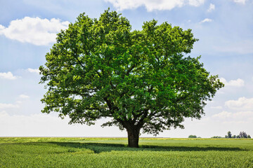 Fototapeta na wymiar one oak tree