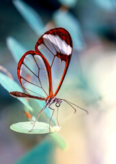 Closeup   beautiful  glasswing Butterfly (Greta oto) in a summer garden.