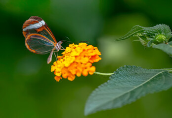 Closeup   beautiful  glasswing Butterfly (Greta oto) in a summer garden.