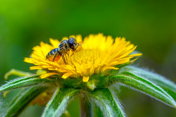 Image of bee or honeybee on yellow flower collects nectar. Golden honeybee on flower pollen with space blur background for text. 