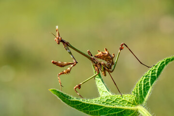 Close up of pair of Beautiful European mantis ( Mantis religiosa )