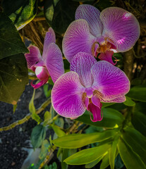 pink orchid flower