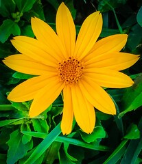 yellow flower on green background