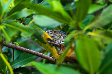Iguana - reptile herbivore hiding behind green leafs in its natural habitat in Mexico